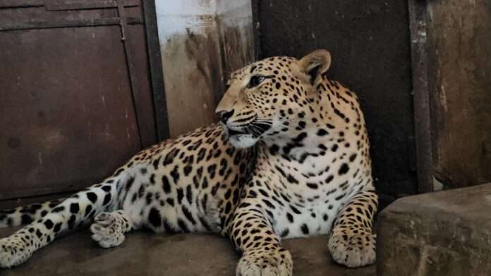 बोकारो जैविक उद्यान में जन्मी छह वर्षीया मादा तेंदुए की 14 जून को मृत्यु हो गई। वह कुछ दिनों से बीमार थी और इलाज चल रहा था।