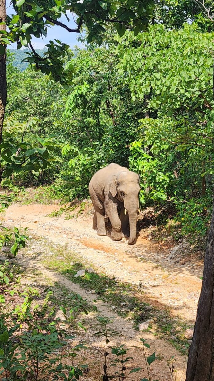 हाथी का हमला, गोमिया, महुआ टांड़ थाना, धर्मपुर गांव, झारखंड, हाथी कुचलने से मौत, वन्यजीव हमला, मजदूर की मौत, जंगली जानवर, क्रेशर साइट हमला